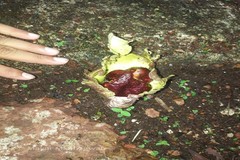 Amorphophallus paeoniifolius